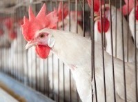 Allegedly drunk worker who “smothered” chickens ruffles feathers with successful $7000 unfair dismissal bid